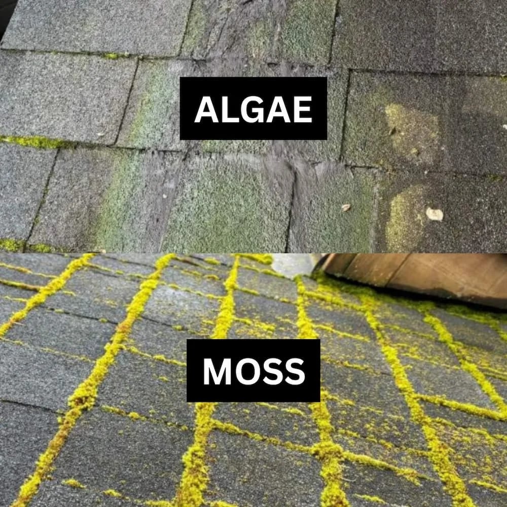Detailed view of thick green moss clusters growing between asphalt shingles, illustrating the need for professional moss treatment.