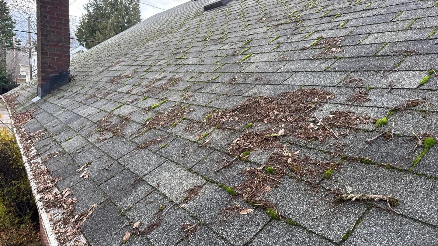 An asphalt shingle roof covered in pine needles, debris, and moss patches, indicating the need for post-storm roof inspection and cleaning.